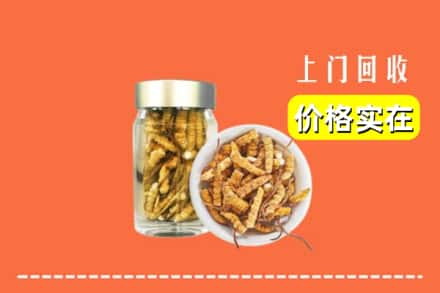 吴起县回收散虫草